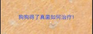 狗狗得了真菌如何治疗