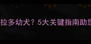 如何科学饲养大头拉布拉多幼犬5大关键指南助您养出健康聪明宠物犬