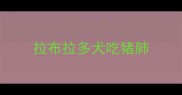 拉布拉多犬吃猪肺