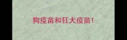 狗疫苗和狂犬疫苗