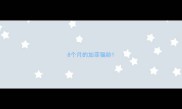8个月的加菲猫龄