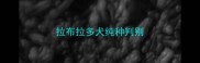 拉布拉多犬纯种判别