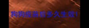 狗狗疫苗后多久生效