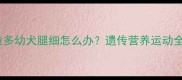 小拉布拉多幼犬腿细怎么办遗传营养运动全攻略