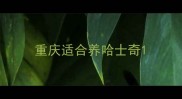 重庆适合养哈士奇