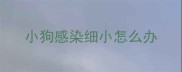 小狗感染细小怎么办