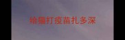 给猫打疫苗扎多深