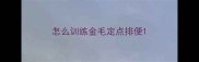 怎么训练金毛定点排便