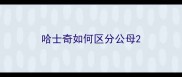 哈士奇如何区分公母