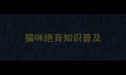 猫咪绝育知识普及