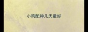 小狗配种几天最好