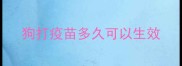 狗打疫苗多久可以生效