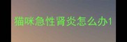 猫咪急性肾炎怎么办