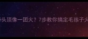 哈士奇头顶像一团火7步教你搞定毛孩子火焰头