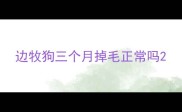 边牧狗三个月掉毛正常吗