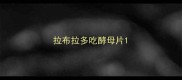 拉布拉多吃酵母片
