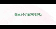 泰迪2个月能剪毛吗
