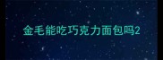 金毛能吃巧克力面包吗