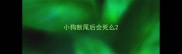 小狗断尾后会死么