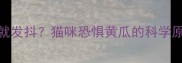 猫咪一闻黄瓜就发抖猫咪恐惧黄瓜的科学原因及应对指南