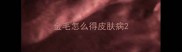 金毛怎么得皮肤病