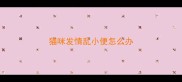 猫咪发情乱小便怎么办