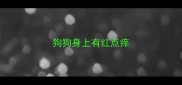 狗狗身上有红点痒