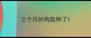 三个月的狗脸肿了