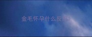 金毛怀孕什么反应