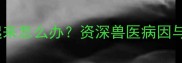 边牧后腿站不起来怎么办资深兽医病因与科学护理指南