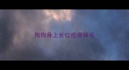 狗狗身上长红疙瘩掉毛