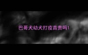巴哥犬幼犬打疫苗贵吗