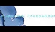 狗狗发烧怎么办科学应对指南不同年龄段狗狗发烧用药与护理全