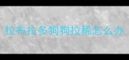 拉布拉多狗狗拉稀怎么办