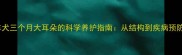 边境牧羊犬三个月大耳朵的科学养护指南从结构到疾病预防全攻略