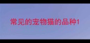 常见的宠物猫的品种
