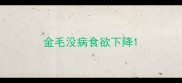 金毛没病食欲下降