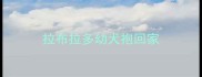 拉布拉多幼犬抱回家