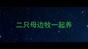 二只母边牧一起养
