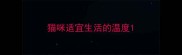 猫咪适宜生活的温度