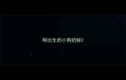 刚出生的小狗奶粉