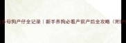 拉布拉多母狗产仔全记录新手养狗必看产前产后全攻略附护理清单