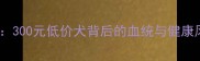 哈士奇幼犬纯种鉴别指南300元低价犬背后的血统与健康风险附正规购买渠道