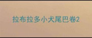 拉布拉多小犬尾巴卷