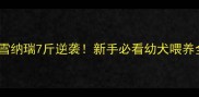 三个月雪纳瑞7斤逆袭新手必看幼犬喂养全攻略