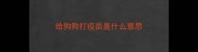 给狗狗打疫苗是什么意思