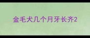 金毛犬几个月牙长齐