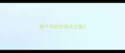 两个月的杜宾犬出售