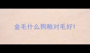 金毛什么狗粮对毛好