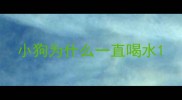 小狗为什么一直喝水